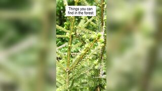 Fresh lolimiu onlyfans porn video pack