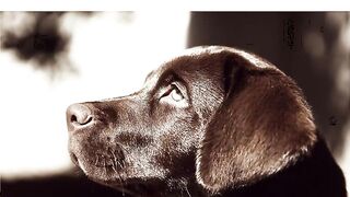 persuasion fresh onlyfans porn streams part 3