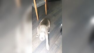 Terrific onlyfans Teanna Trump porn stream leaks part 8